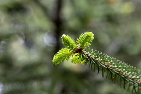 Blue Spanish Fir branch Latin name ,Abies pinsapo