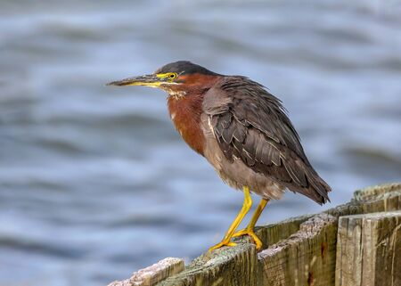 Close up of aGreen Heron (Butorides virescens), a small wading birdの写真素材