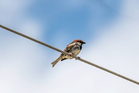 Spanish sparrow (Passer hispaniolensis subspecies transcaspicus) Wildlife photoの写真素材