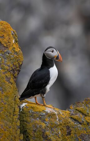 Atlantic Puffin (Fratercula arctica) on cliffâs edge at Scotland.の写真素材