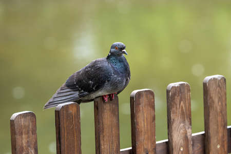 Pigeon of the Church. Pigeon view. Lonely dove bird. Dove close up view. Pigeon standing alone.の写真素材