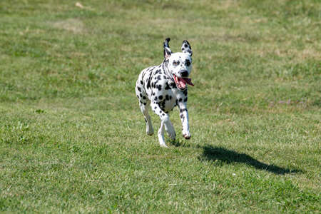 Running Dalmatian dog outdoors in spring. Selective focusの写真素材