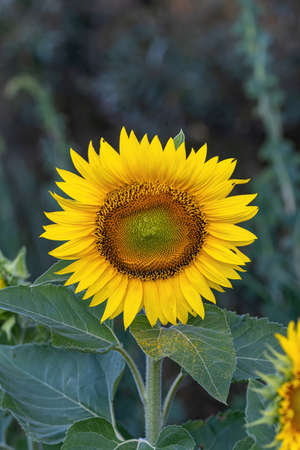 Sunflower agricultural landscape background. Close up of sunflowers.の写真素材