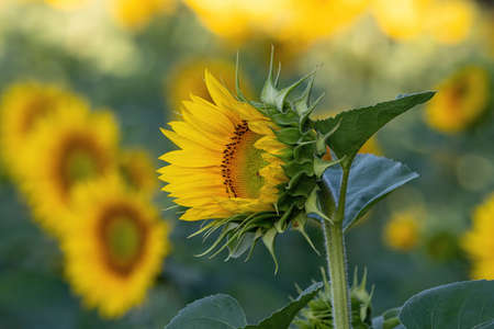 Sunflower agricultural landscape background. Close up of sunflowers.の写真素材