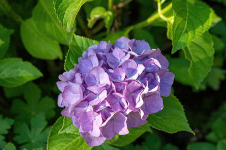 Beauty in nature. Hydrangea macrophylla - Beautiful bush of hydrangea flowers