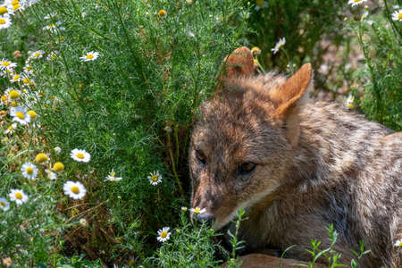 A Golden Jackal (Canis aureus) walking through the green grass and rocksの写真素材