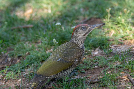 European green woodpecker (Picus viridis), sitting on the groundの写真素材