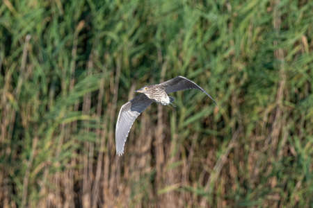 Black-Crowned Night Heron immature in flight ( Nycticorrax nycticorax)