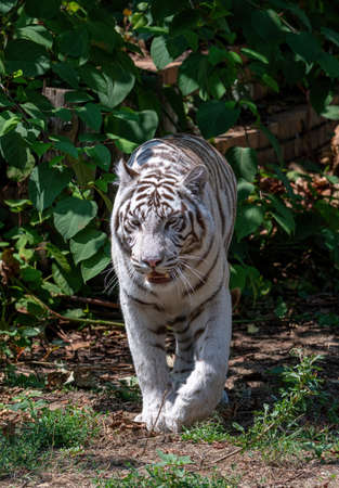 Bengal Tiger ( panthera tigris tigris)  a rare subspecies, is included in the IUCN Red Listの写真素材