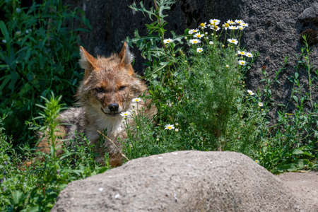 A Golden Jackal (Canis aureus) walking through the green grass and rocks