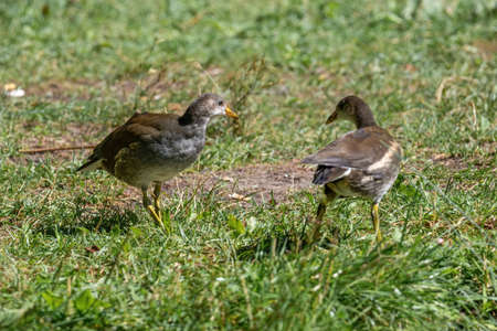 Close up of Eurasian common moorhen (Gallinula chloropus)の写真素材