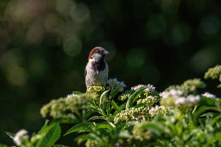 Beautiful little sparrow bird in natural background. Generally, sparrows are small, plump, brown-grey birds with short tails and stubby, powerful beaks.の写真素材