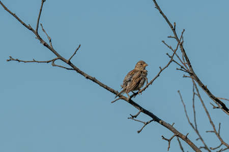 Beautiful little sparrow bird in natural background. Generally, sparrows are small, plump,...