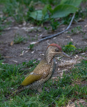 European green woodpecker (Picus viridis), sitting on the groundの写真素材