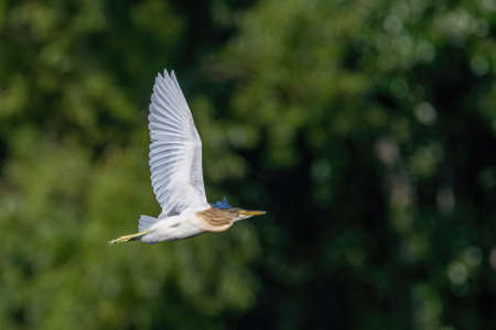 Close up of flying Squacco heron (ardeola ralloides)の写真素材