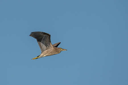 Black-capped night heron (Nycticorax nycticorax) in natural habitatの写真素材