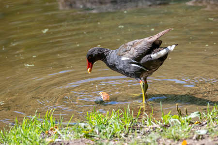 Close up of Eurasian common moorhen (Gallinula chloropus)の写真素材