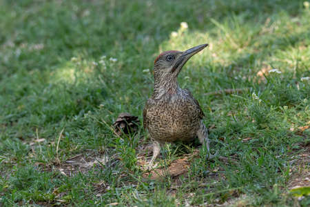 European green woodpecker (Picus viridis), sitting on the groundの写真素材
