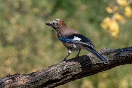 Portrait of standing Eurasian Jay (Garrulus glandarius). Bird in the crow familyの写真素材