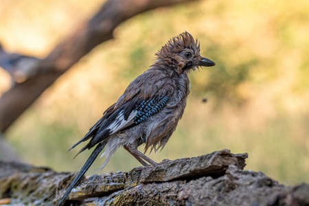 Portrait of standing Eurasian Jay (Garrulus glandarius). Bird in the crow familyの写真素材