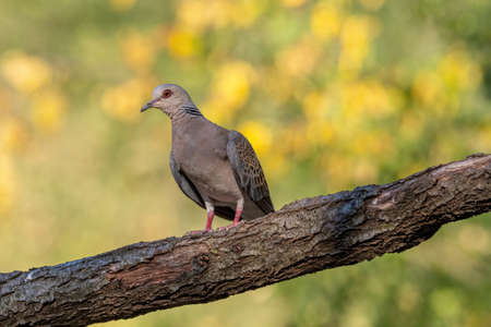 Close up of European Turtle Dove (Streptopelia turtur) sitting on the branch,
 member of the bird family Columbidaeの写真素材