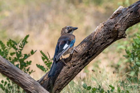 Portrait of standing Eurasian Jay (Garrulus glandarius). Bird in the crow familyの写真素材