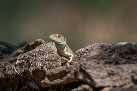 Juvenile European green lizard, lacerta viridis.の写真素材