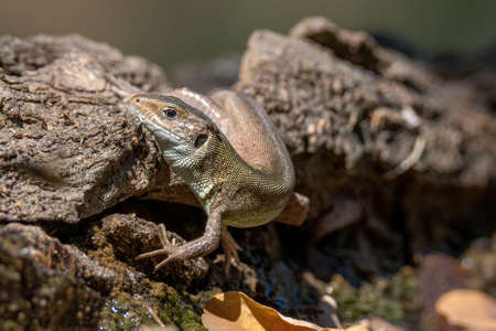 Juvenile European green lizard, lacerta viridis.の写真素材