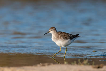 Wood sandpiper or Tringa glareola walks on lakeの写真素材