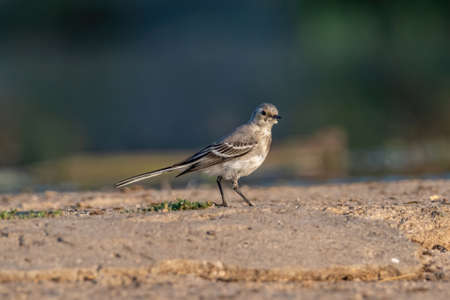 Close-up photography of beautiful white wagtail (Motacilla alba)の写真素材