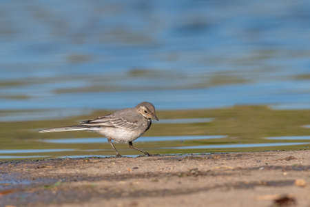 Close-up photography of beautiful white wagtail (Motacilla alba)の写真素材
