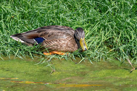 Close up of a Mallard Duck, Anas platyrhynchos.の写真素材