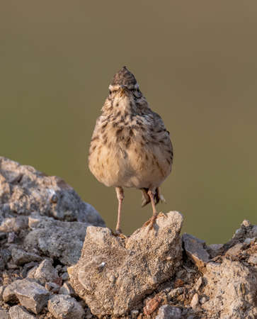 The Crested Lark is well distinguished from other larks by the larger size and quite large crest on the head. Adult males and females are similar on colorの写真素材