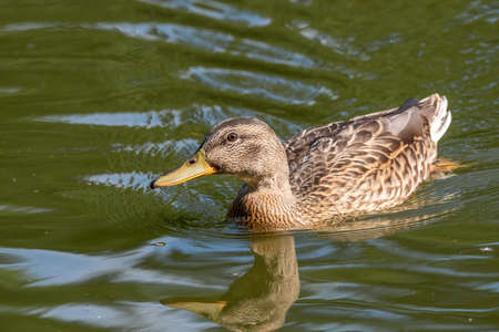 Close up of a Mallard Duck, Anas platyrhynchos.の写真素材