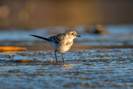Close-up photography of beautiful white wagtail (Motacilla alba)の写真素材