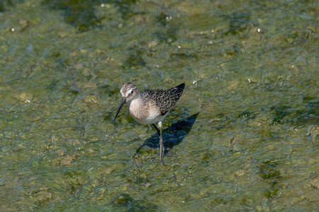 Curlew Sandpiper - Calidris ferruginea during migration in Europeの写真素材