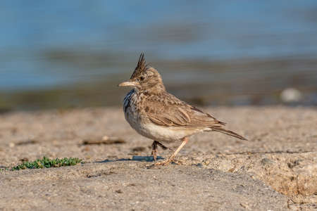 The Crested Lark is well distinguished from other larks by the larger size and quite large crest on the head. Adult males and females are similar on colorの写真素材