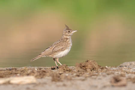 The Crested Lark is well distinguished from other larks by the larger size and quite large crest on the head. Adult males and females are similar on colorの写真素材