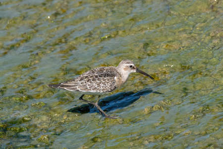 Curlew Sandpiper - Calidris ferruginea during migration in Europeの写真素材