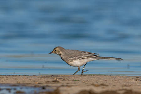 Close-up photography of beautiful white wagtail (Motacilla alba)の写真素材