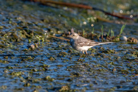 Close-up photography of beautiful white wagtail (Motacilla alba)の写真素材