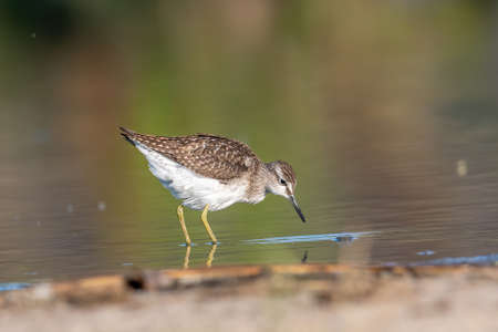 Wood sandpiper or Tringa glareola walks on lakeの写真素材