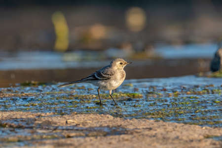 Close-up photography of beautiful white wagtail (Motacilla alba)の写真素材