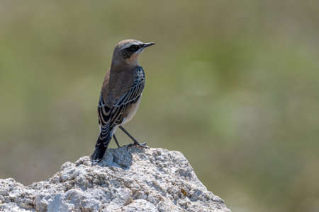Northern Wheatear, Oenanthe oenanthe, sits on a stoneの写真素材