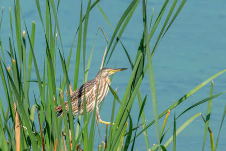Little Bittern, Ixobrychus minutus bird is sitting in the reeds on the river bank.