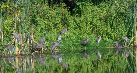 Black-capped night heron (Nycticorax nycticorax) in natural habitatの写真素材