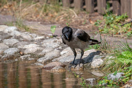 The hooded crow (Corvus cornix) also called hoodie is a Eurasian bird species in the Corvus genus.の写真素材