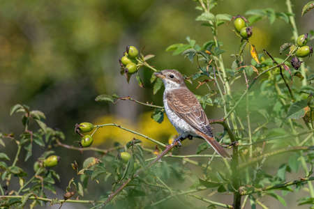 Red-backed shrike in nature.Specie Lanius collurio family of Laniidaeの写真素材