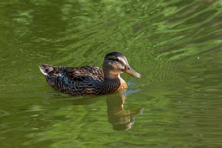Birds and animals in wildlife. Mallard Duck, Anas platyrhynchos.の写真素材
