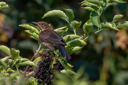 Close-up of a blackbird (Turdus merula) , Nature and wild bird imageの写真素材